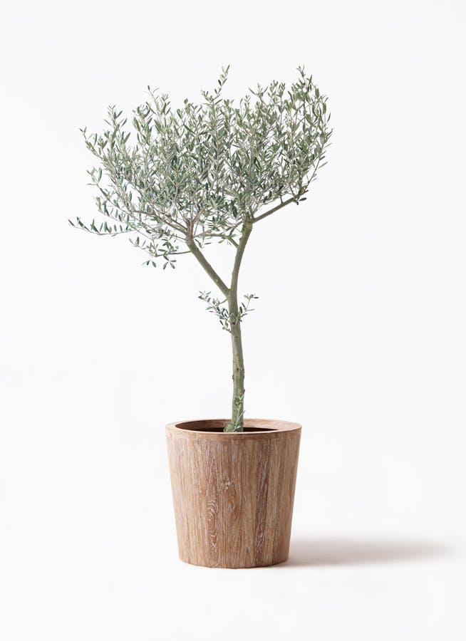 観葉植物 オリーブの木 10号 レッチーノ ウッドプランター 付き / 小倉