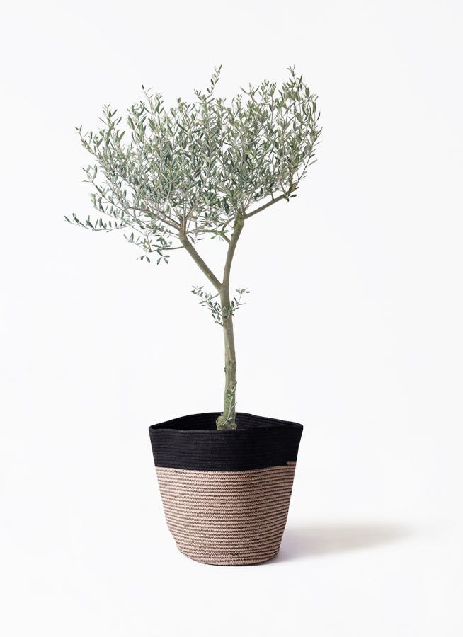 観葉植物 エバーフレッシュ 10号 ボサ造り リブバスケットNatural and