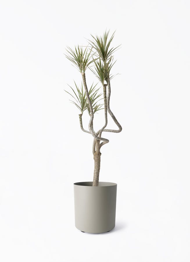 観葉植物 ドラセナ コンシンネ 8号 曲り（龍）トリカラー