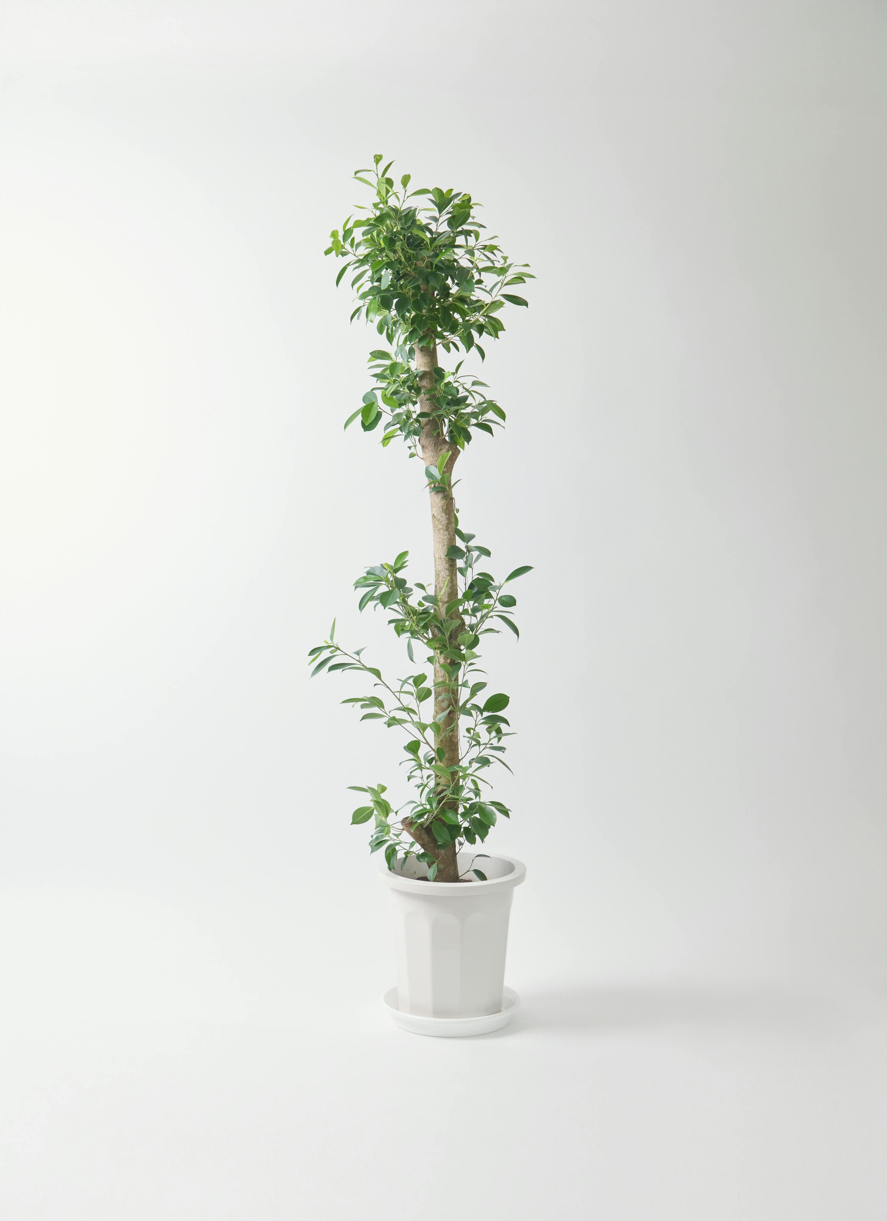 ガジュマル 10号 | 観葉植物 | 送料無料でお届け - Hitohana（ひとはな）