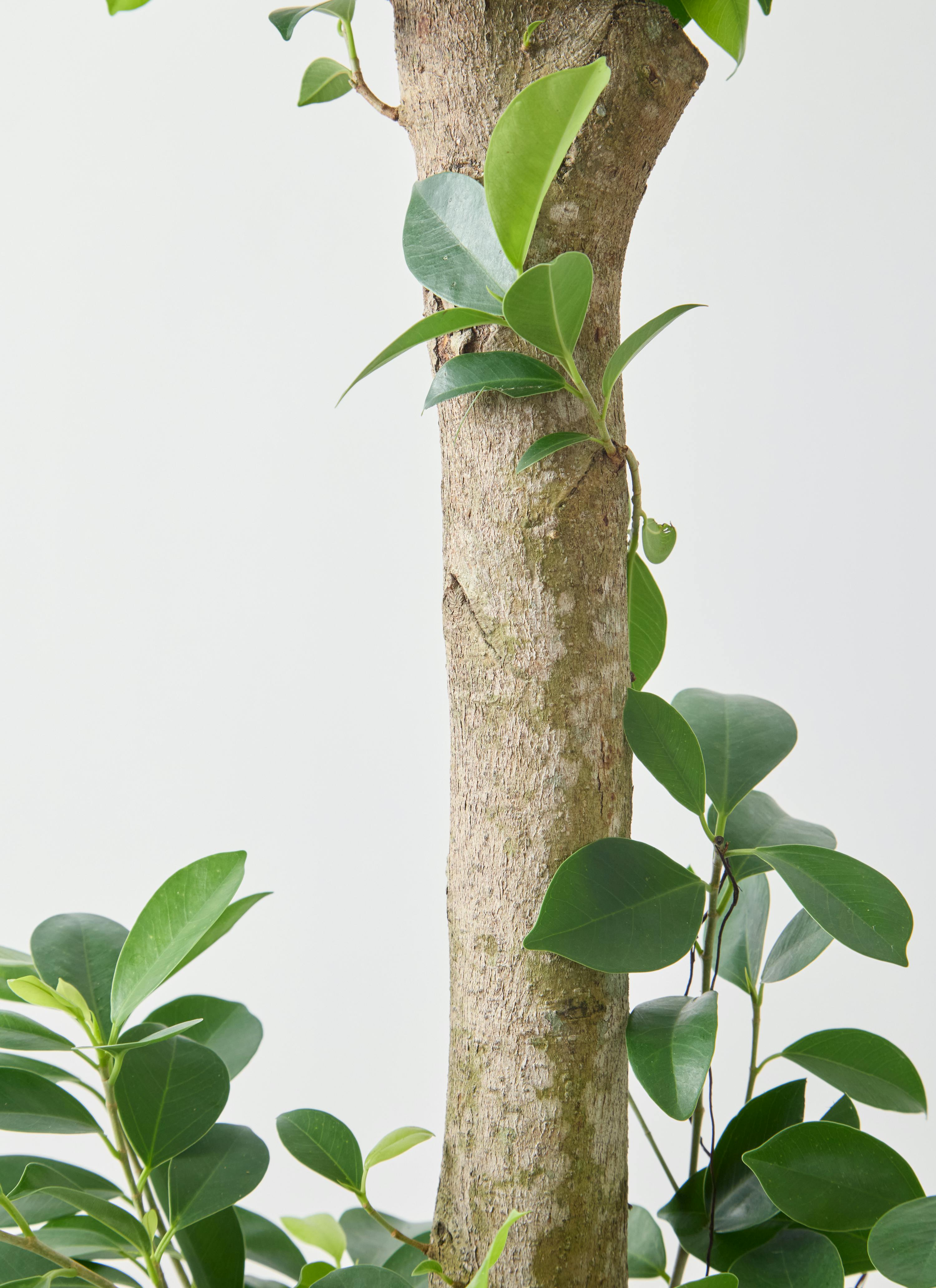 観葉植物 ガジュマル 10号 ベビーリーフ プラスチック鉢 | 観葉植物