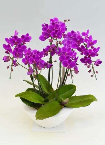 紫色の胡蝶蘭の通販 | HitoHana（ひとはな）