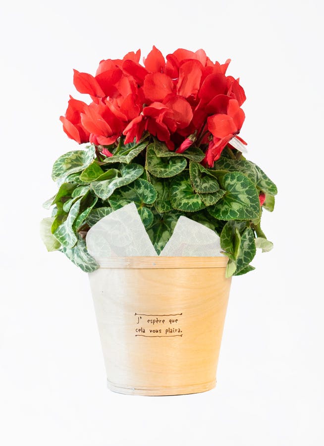 赤色（レッド）の鉢植えのお花 | 鉢植えのお花ならHitoHana（ひとはな）