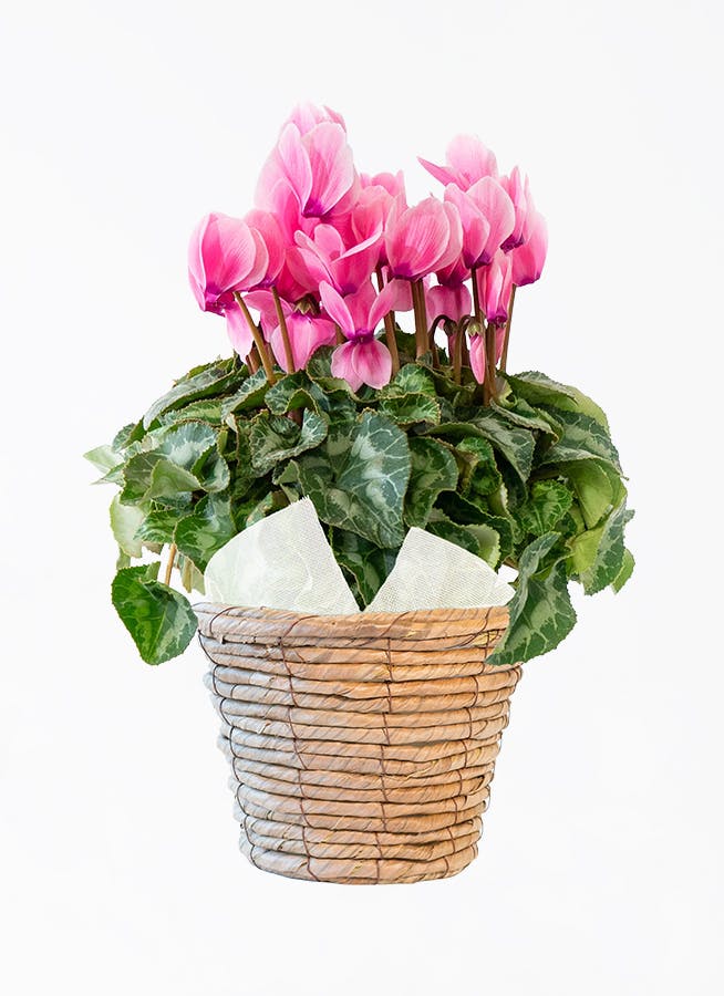 産地直送 クリスマスローズ ハイブリッドアソート マエストロ 5号