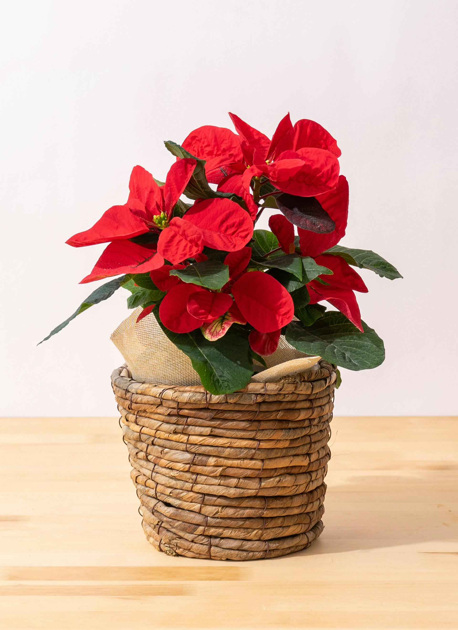 ポインセチア　赤　2寸　20鉢セット ポインセチア 赤 2寸 20鉢セット - メルカリ