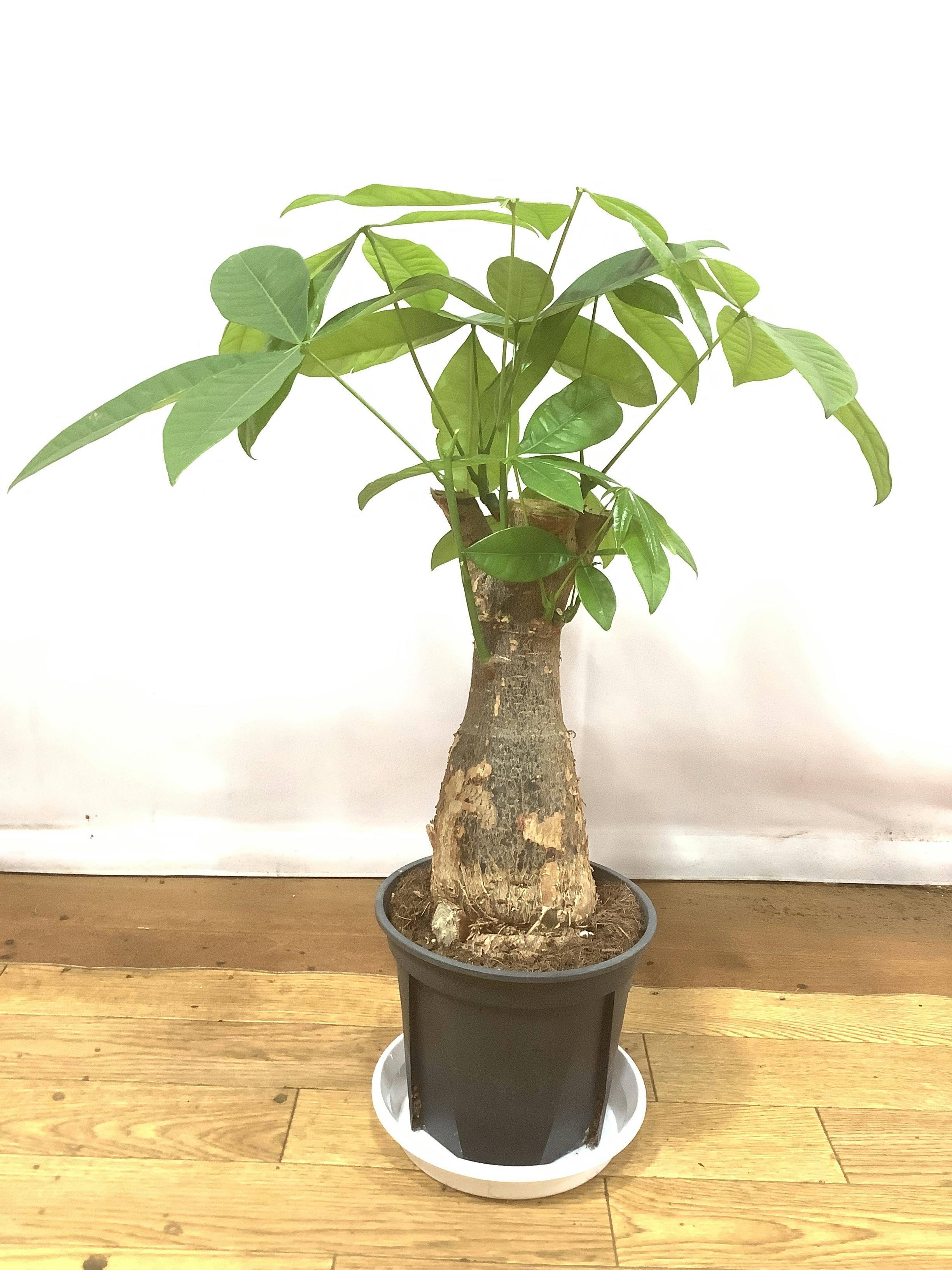 パキラ 6号 | 観葉植物 | 送料無料でお届け - Hitohana（ひとはな）