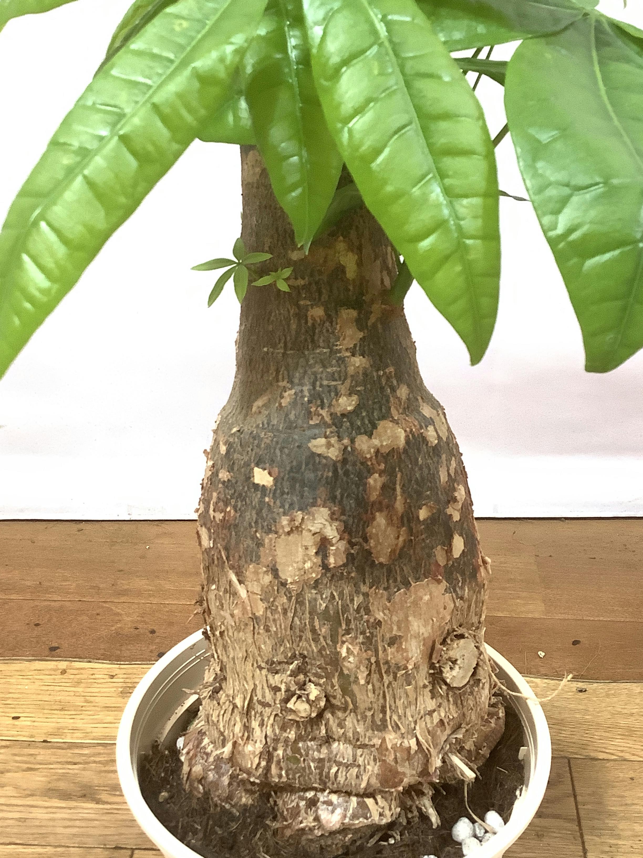 観葉植物 パキラ【55cm】6号 極太 プラスチック鉢 #69605 | 観葉植物