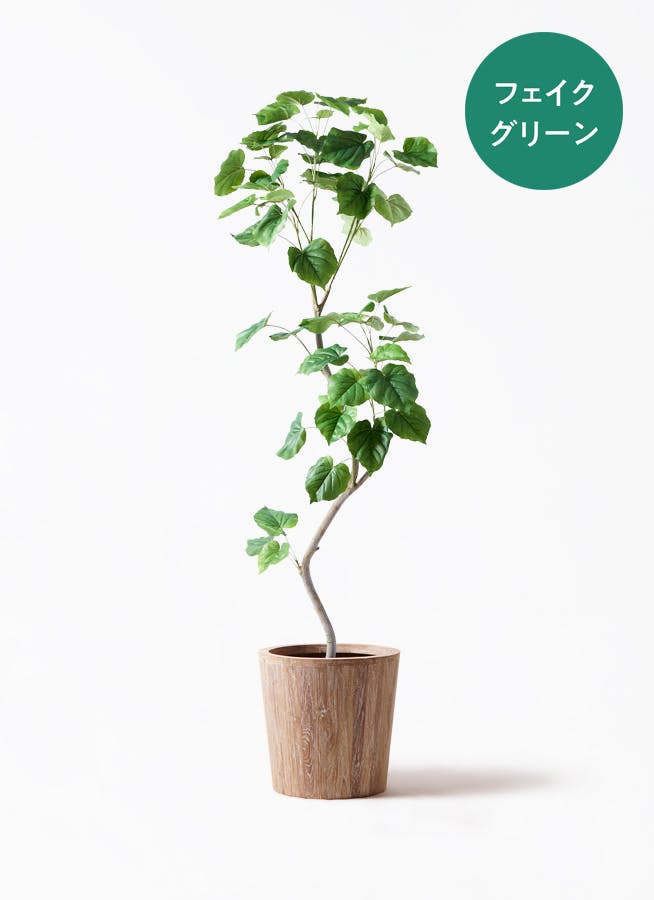 観葉植物 オリーブ 10号 レッチーノ ウッドプランター 付き | 観葉植物