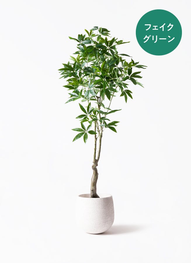 フェイクグリーン　パキラ 約1.5メートル 健康的な観葉植物 フェイクグリーン パキラ | 観葉植物の通販ならHitoHana（ひとはな）