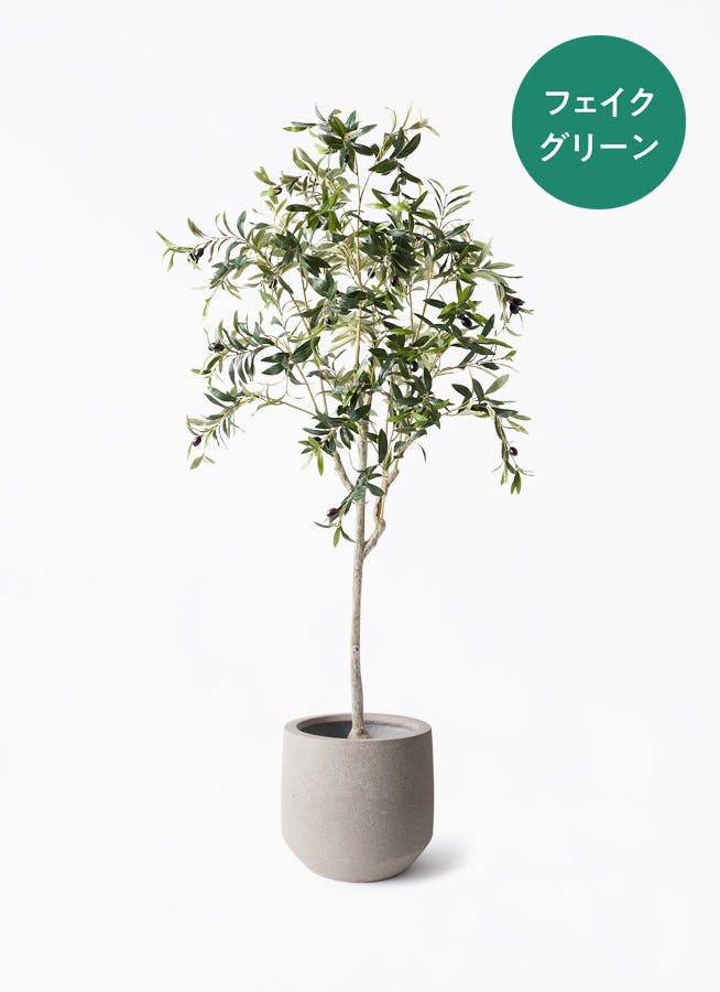 観葉植物【フェイクグリーン】オリーブ 実付き 156cm パボ ミドル