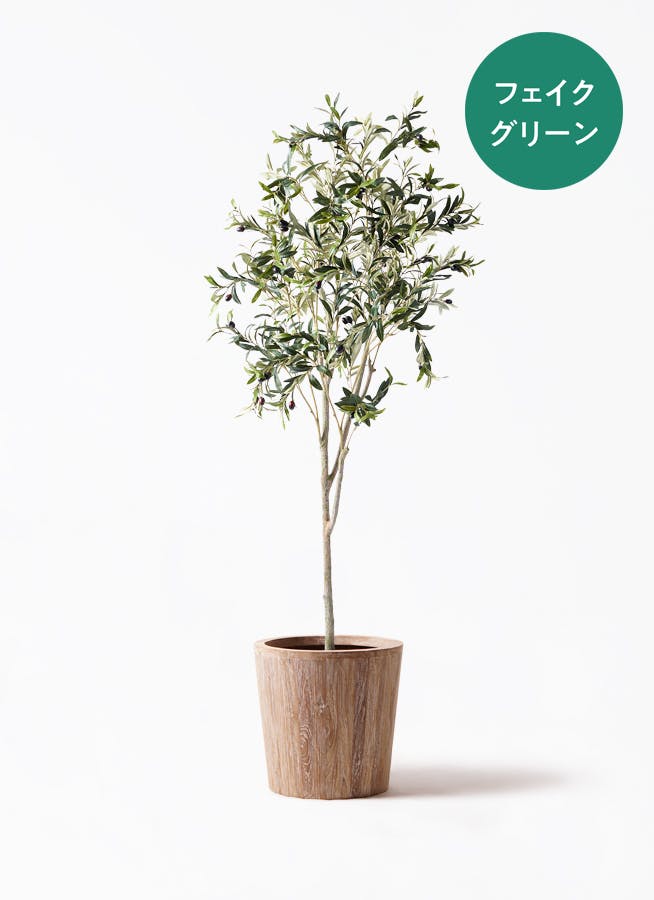 観葉植物 オリーブの木 10号 レッチーノ ウッドプランター 付き / 小倉