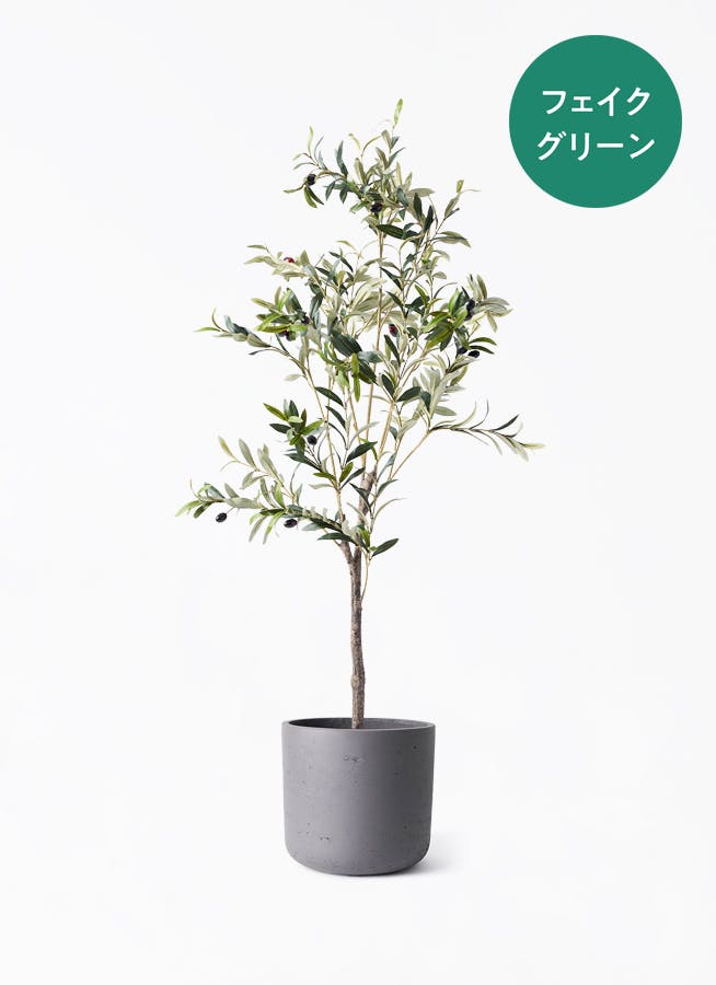 30,000円～50,000円の観葉植物 | 送料無料でお届け | Hitohana（ひとはな）