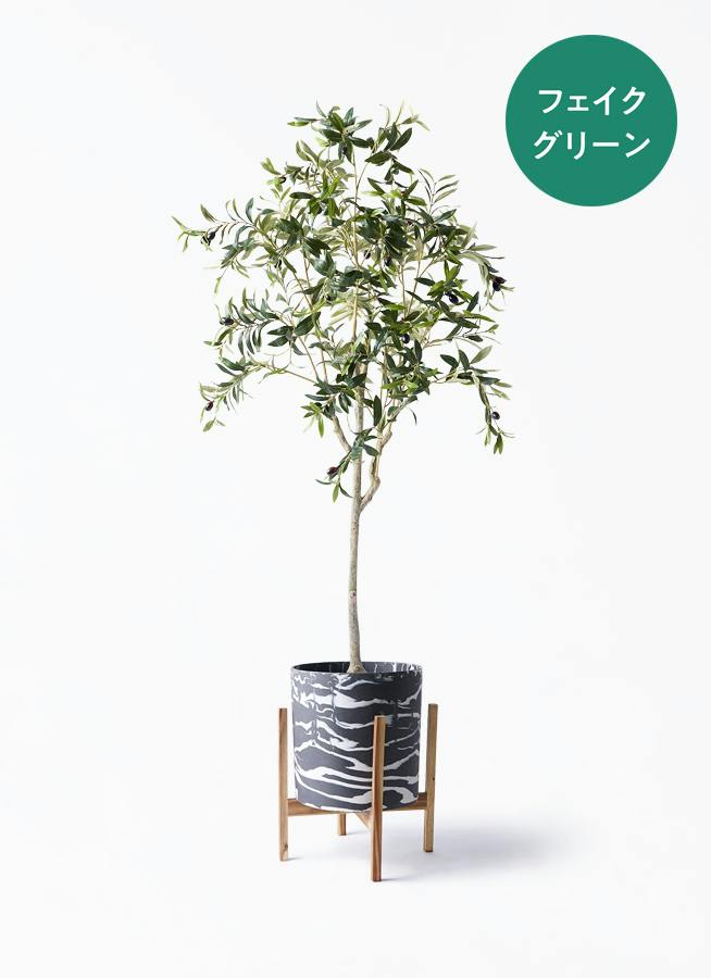 観葉植物 パキラ 8号 朴 斑入り ホルスト シリンダー マーブル ウッド