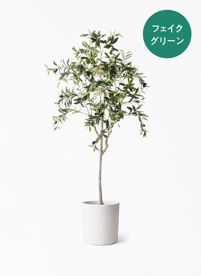 観葉植物 ウンナンシュロチク（雲南棕櫚竹） 8号 ソンク シリンダー