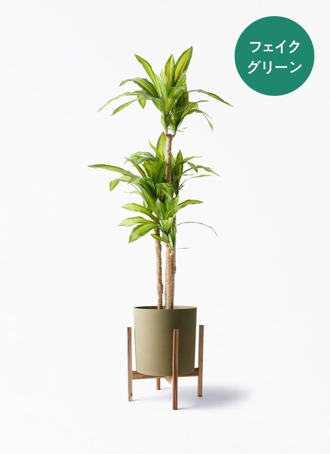 ドラセナ 幸福の木 | 観葉植物の通販ならHitoHana（ひとはな）