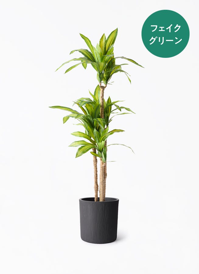 未使用☆観葉植物　幸福の木フェイクグリーン fake-massangeana-6_1.jpg
