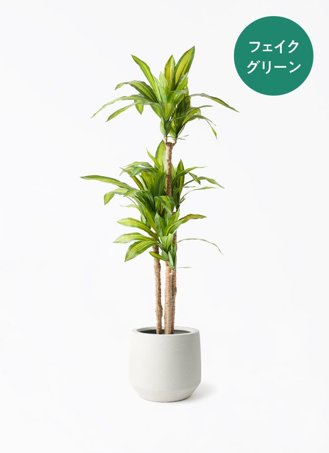 観葉植物【フェイクグリーン】幸福の木 150cm パボ ミドル オフ