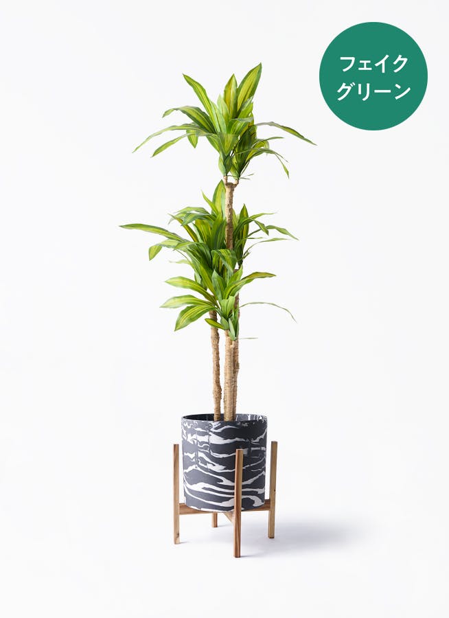 ドラセナ 幸福の木 | 観葉植物の通販ならHitoHana(ひとはな) ドラセナ 幸福の木 | 観葉植物の通販ならHitoHana(ひとはな)