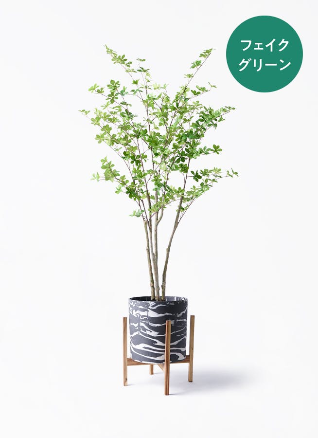 観葉植物 パキラ 8号 朴 斑入り ホルスト シリンダー マーブル ウッド