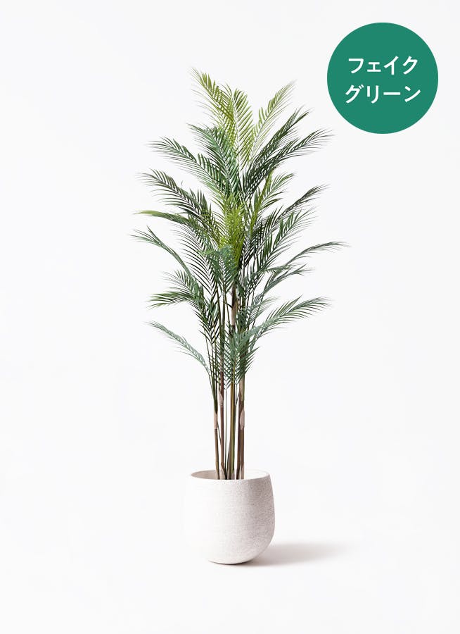 観葉植物 テーブルヤシ 7号 エコストーンwhite 付き | 観葉植物なら