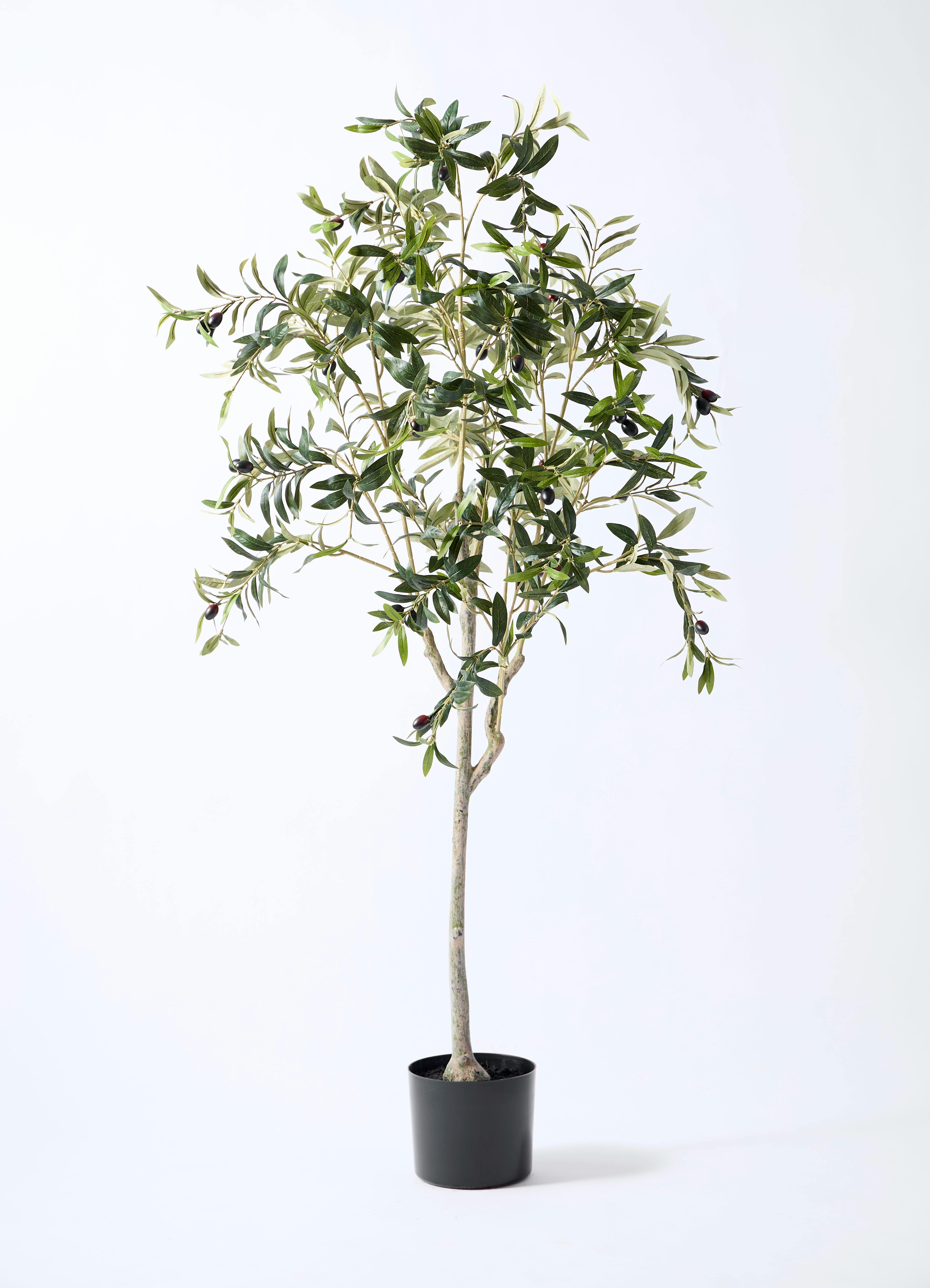 観葉植物【フェイクグリーン】オリーブ 実付き 156cm パボ ミドル 観葉植物【フェイクグリーン】オリーブ 実付き 156cm パボ ミドル
