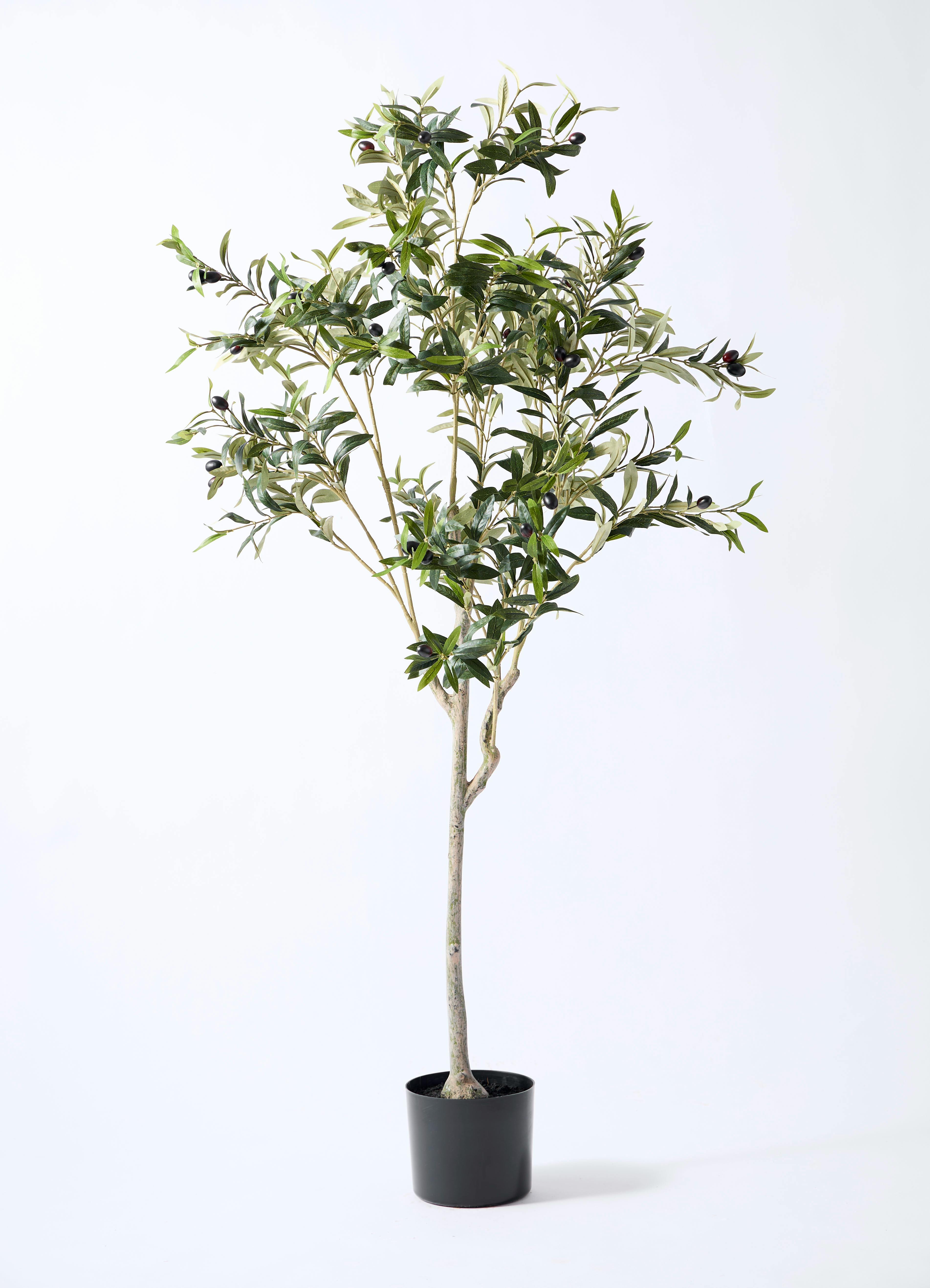 観葉植物【フェイクグリーン】オリーブ 実付き 156cm パボ ミドル