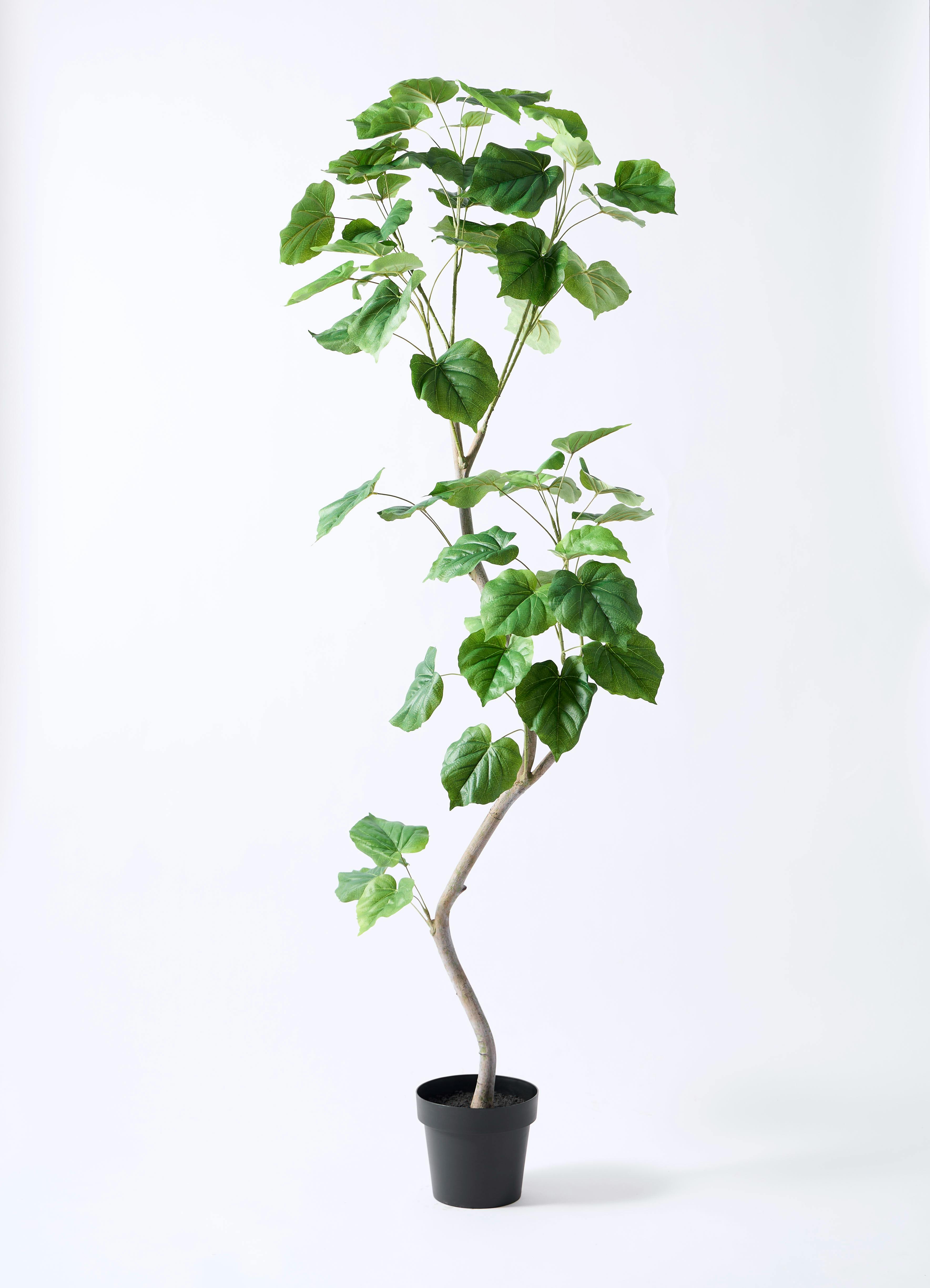 観葉植物　ウンベラータ160cm HitoHana購入 観葉植物【フェイクグリーン】ウンベラータ 曲り 190cm ラスターポット