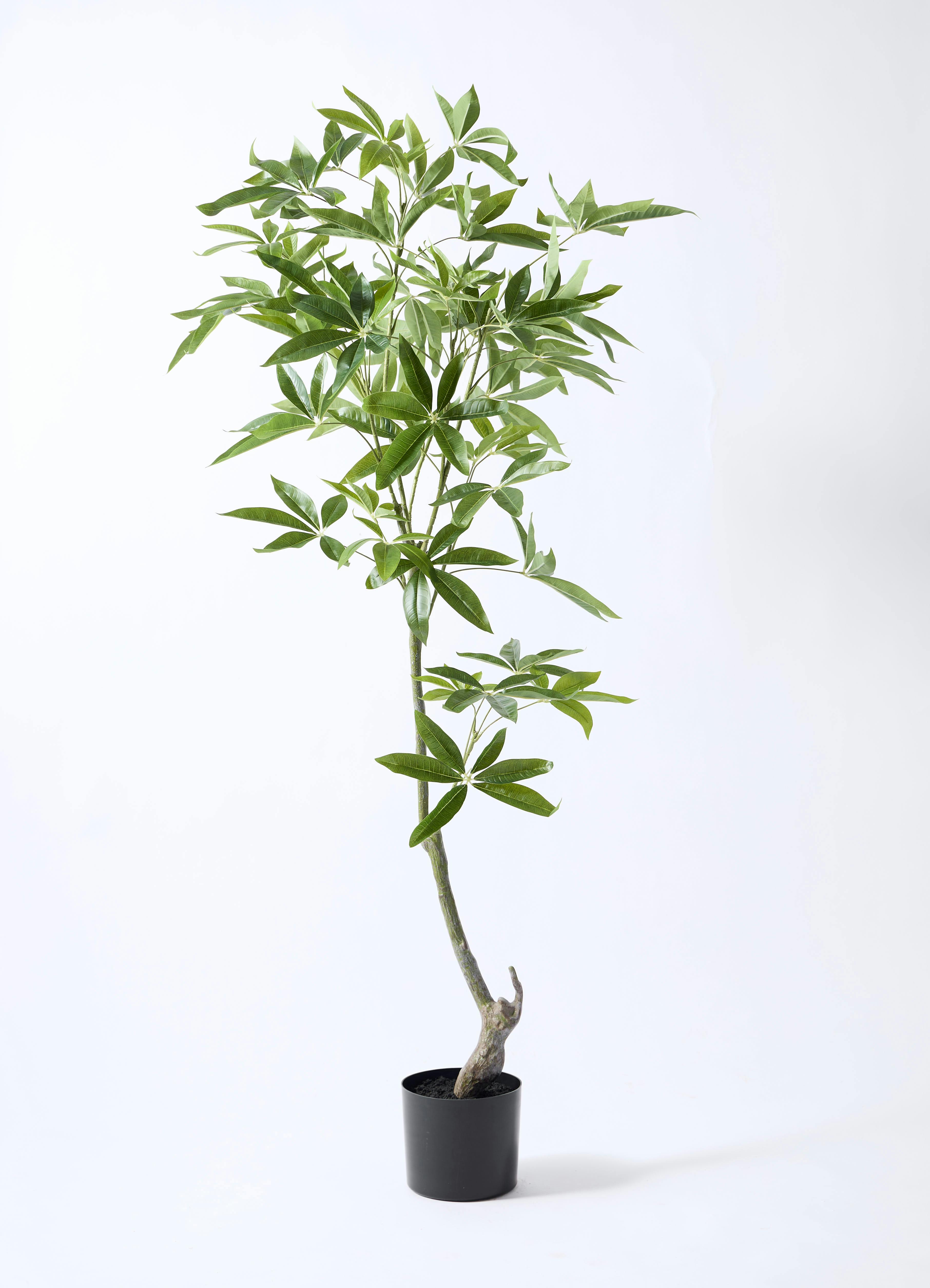 観葉植物【フェイクグリーン】パキラ 150cm ラスターポット 付き