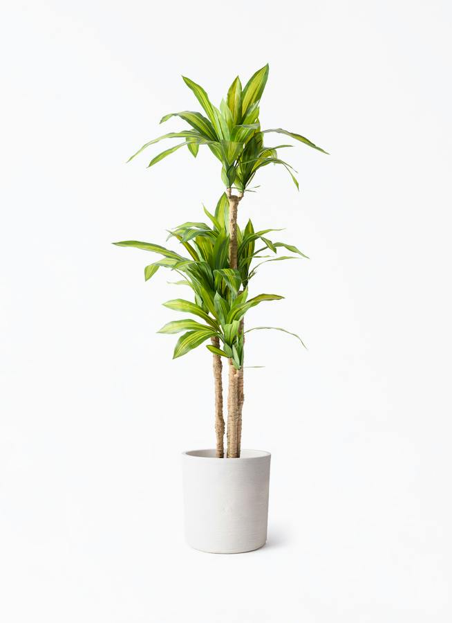 観葉植物 【フェイクグリーン】 ドラセナ 幸福の木 150cm ソンク