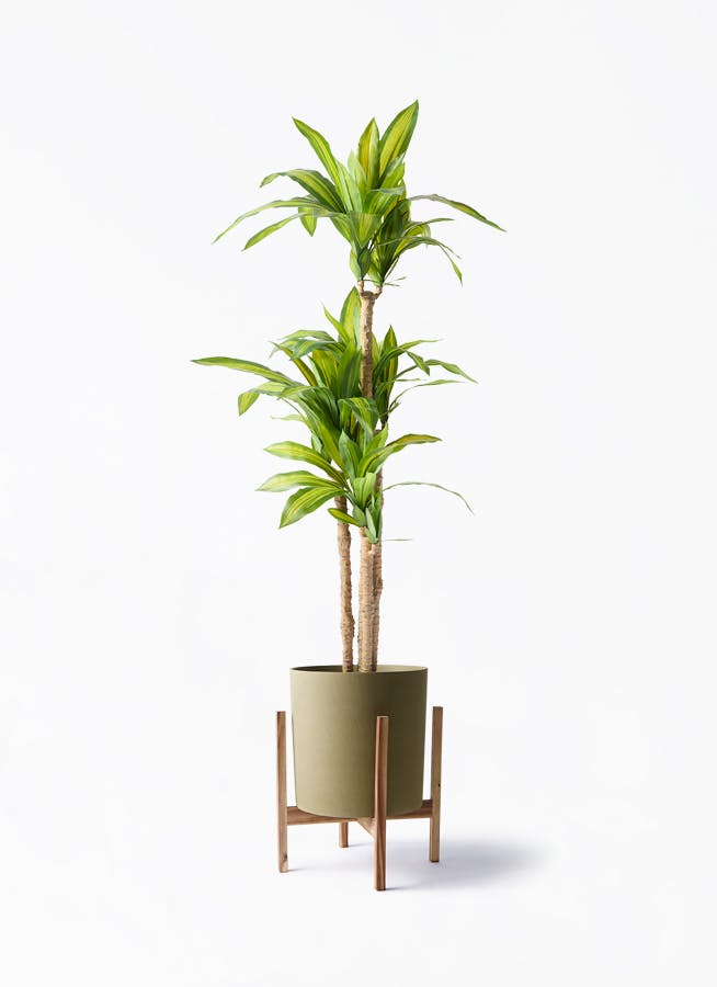 観葉植物【フェイクグリーン】幸福の木 150cm ホルスト シリンダー