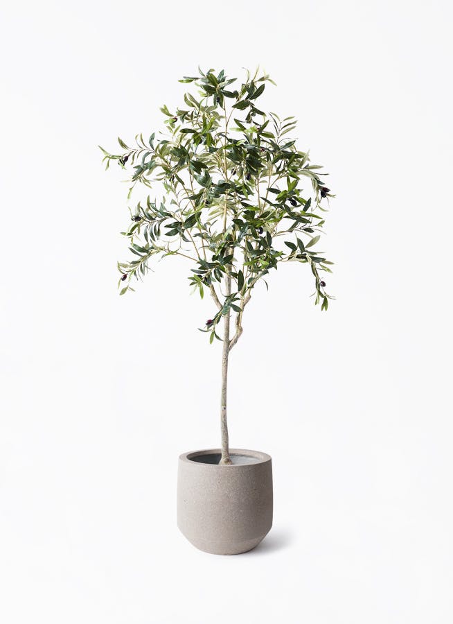 観葉植物【フェイクグリーン】オリーブ 実付き 156cm パボ ミドル