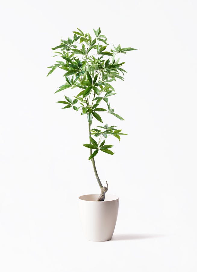 観葉植物【フェイクグリーン】パキラ 150cm ラスターポット 付き