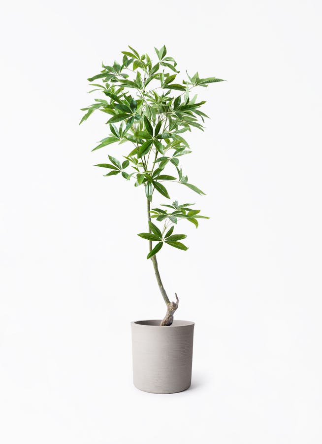 観葉植物【フェイクグリーン】パキラ 150cm ソンク シリンダー