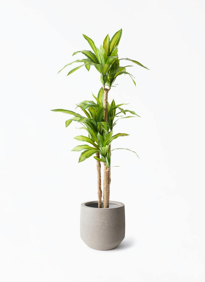 観葉植物 【フェイクグリーン】 ドラセナ 幸福の木 150cm パボ ミドル