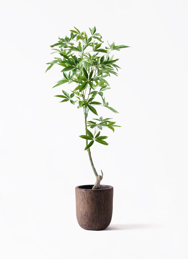 パキラ フェイクグリーン　観葉植物　高さ約150cm 白い鉢 パキラ フェイクグリーン 観葉植物 高さ約150cm 白い鉢