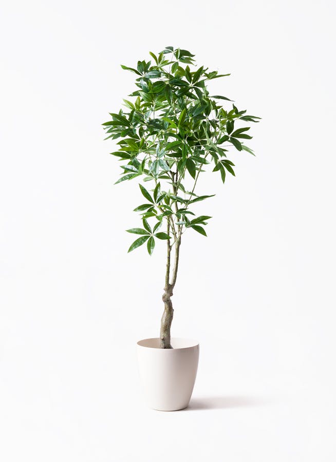 観葉植物【フェイクグリーン】パキラ 180cm ラスターポット 付き