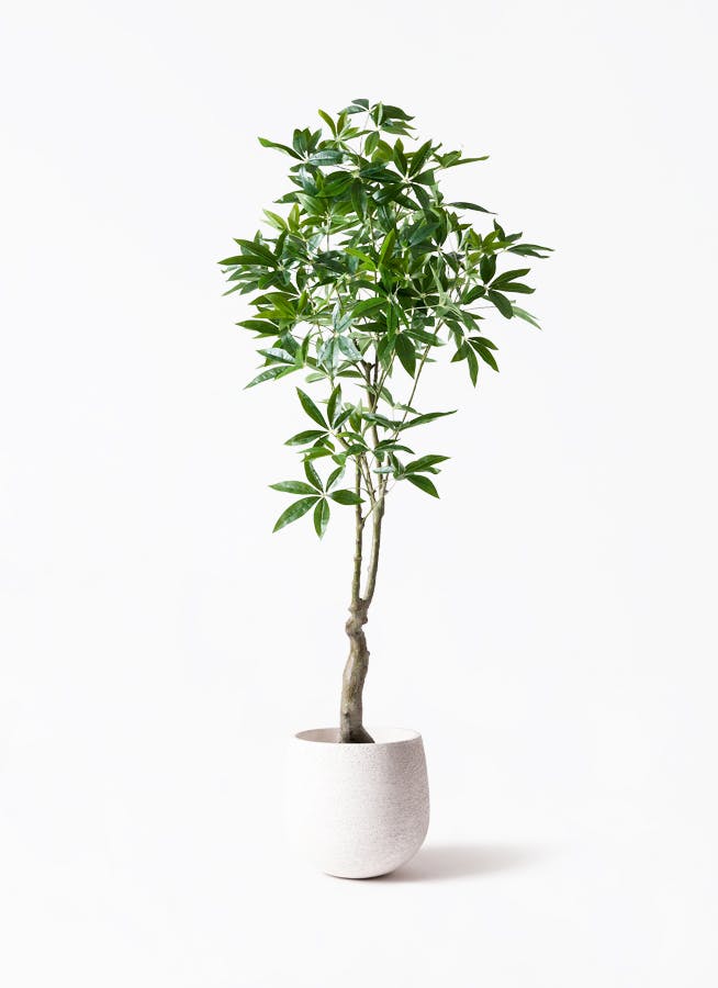 観葉植物【フェイクグリーン】パキラ 180cm Eco Stone (エコストーン