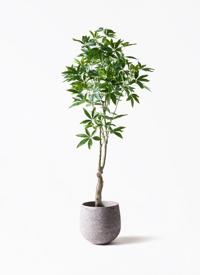 観葉植物【フェイクグリーン】パキラ 180cm Eco Stone (エコストーン