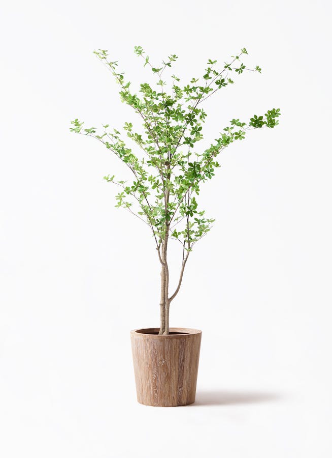 光触媒　人工観葉植物　フェイクグリーン　ドウダンツツジ130FST 光触媒 人工観葉植物 フェイクグリーン ドウダンツツジ130FST 【公式通販】