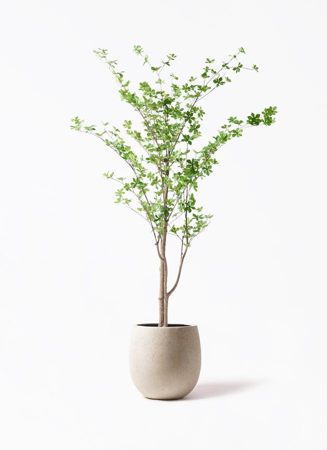 ドウダンツツジ　フェイクグリーン フェイクグリーン ドウダンツツジ 182cm （Bell tree）