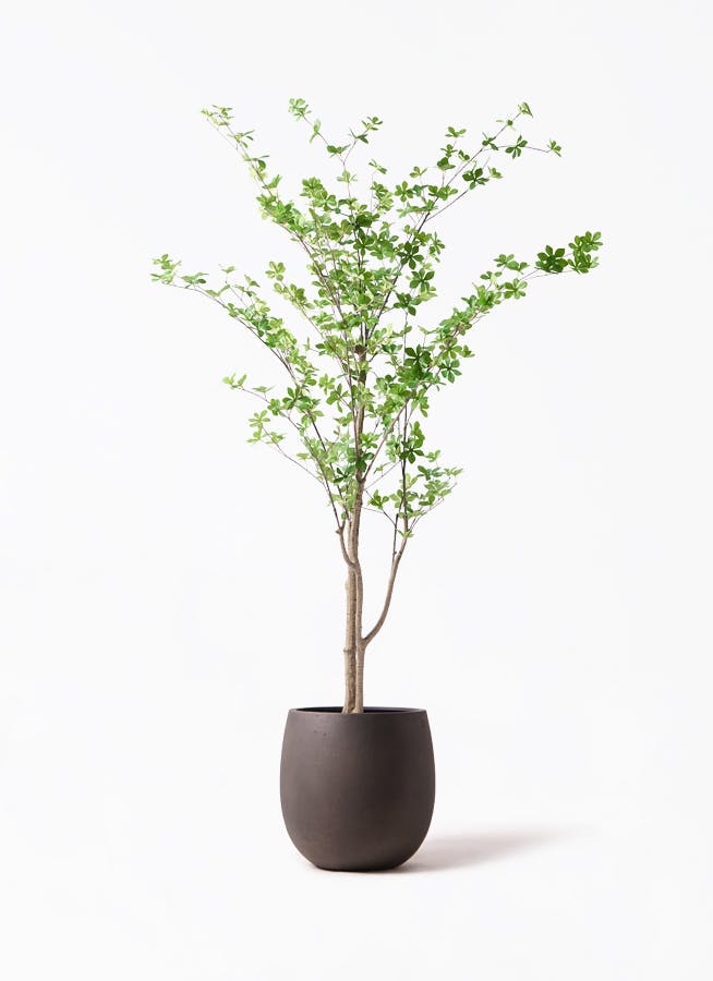 観葉植物【フェイクグリーン】ドウダンツツジ 190cm テラニアス