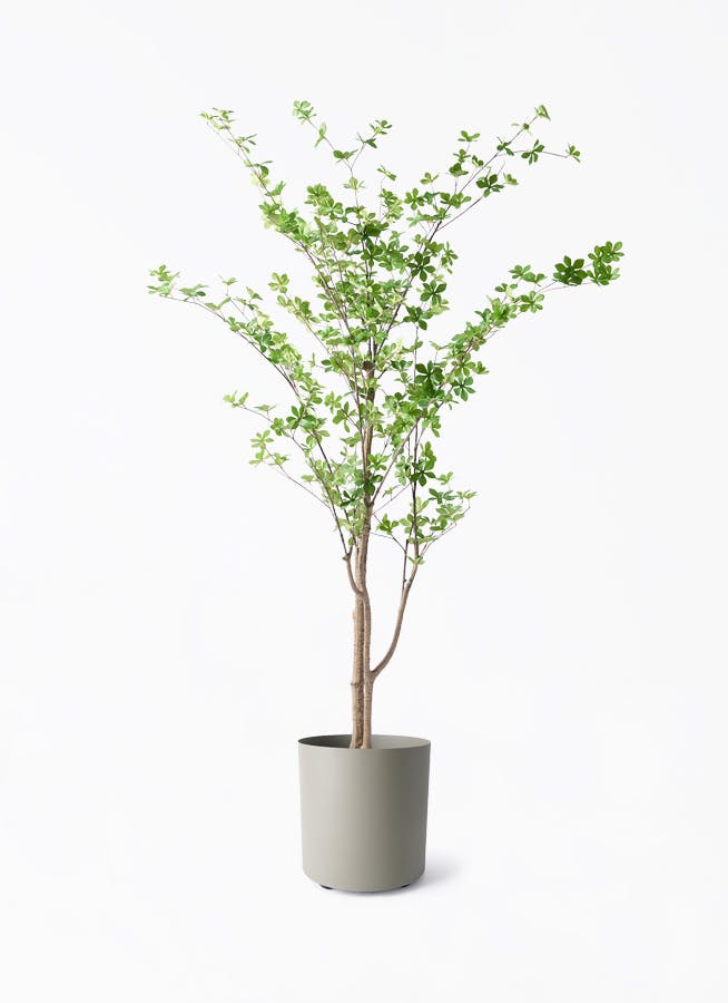 観葉植物【フェイクグリーン】ドウダンツツジ 190cm フェルム