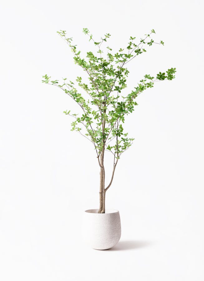 観葉植物【フェイクグリーン】ドウダンツツジ 190cm Eco Stone (エコ