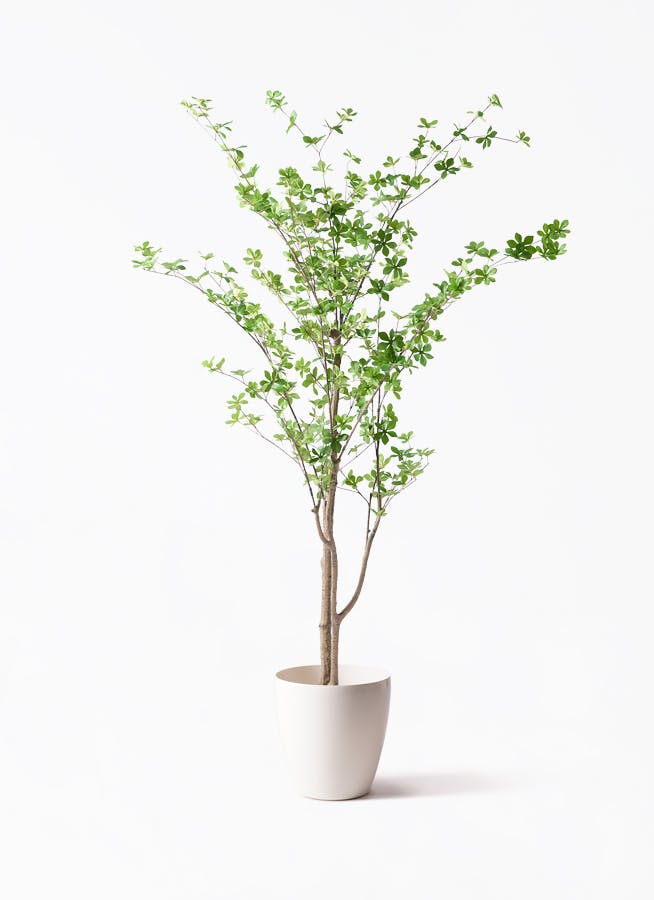 観葉植物【フェイクグリーン】ドウダンツツジ 190cm ラスターポット