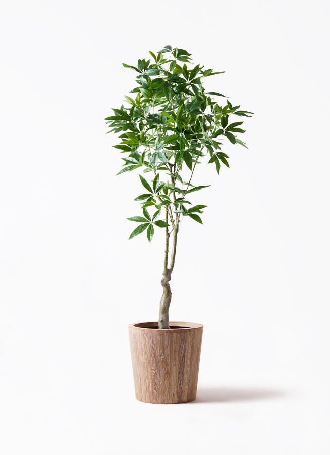 観葉植物【フェイクグリーン】パキラ 180cm ウッドプランター 付き