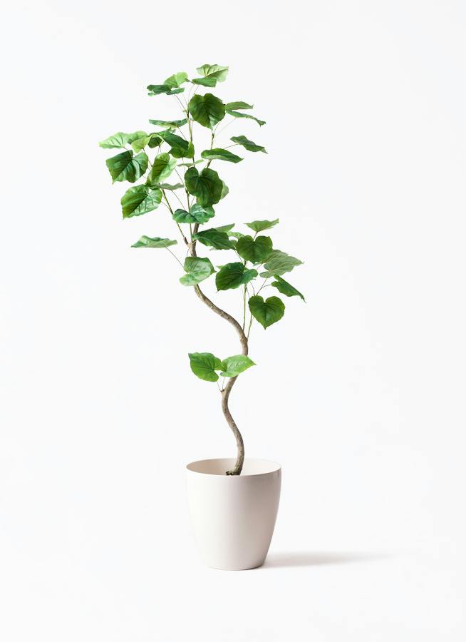 観葉植物【フェイクグリーン】ウンベラータ 曲り 150cm ラスターポット