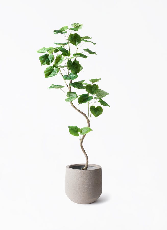 観葉植物【フェイクグリーン】ウンベラータ 曲り 150cm パボ ミドル