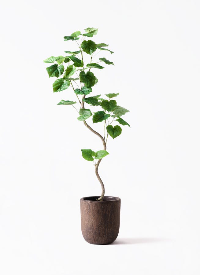 観葉植物【フェイクグリーン】ウンベラータ 曲り 150cm ビトロ