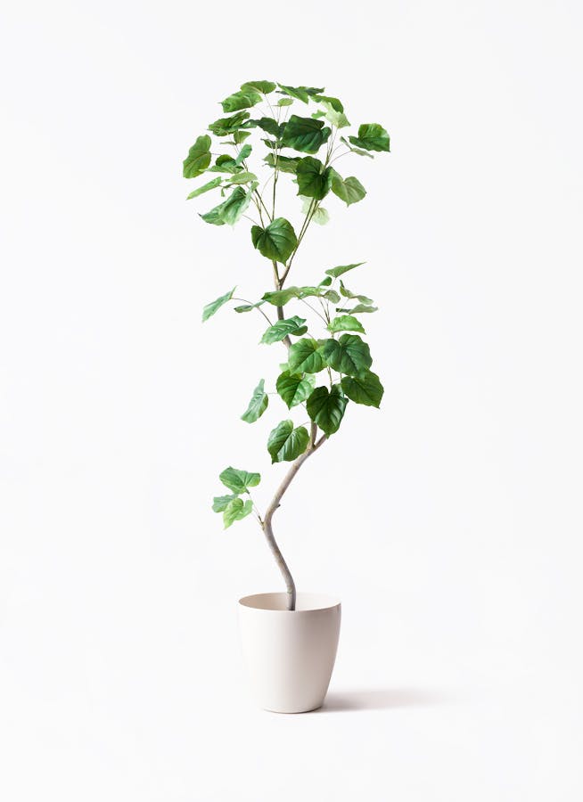 観葉植物【フェイクグリーン】ウンベラータ 曲り 190cm ラスターポット