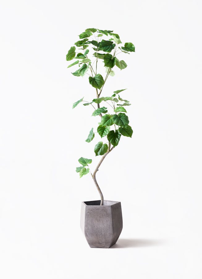 観葉植物【フェイクグリーン】ウンベラータ 曲り 190cm ファイバー